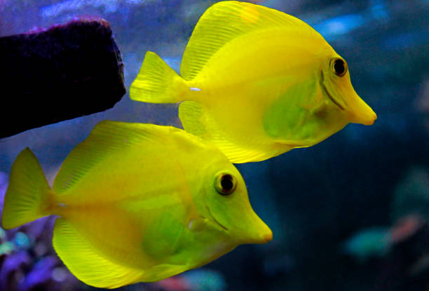 istock Zebrasoma the Hawaiian Yellow tang fish 1068558578