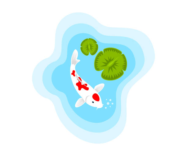 물고기, 물 백합, 일러스트 레이 션 연못에 잉어 잉어. aquaristics, 해양 생물, 동물 및 수 중 세계, 벡터 디자인, 아이콘 - pets directly above underwater leaf stock illustrations