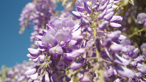 istock CLOSEUP DOF: Blooming purple wisteria flowers swaying in spring wind 1068575656