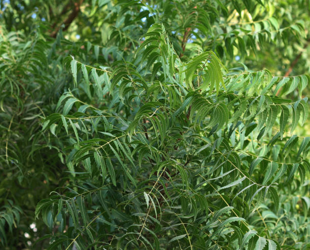 istock Azadirachta indica, commonly known as neem 1068575774