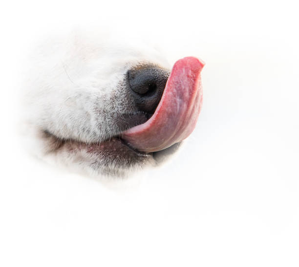 istock Dog nose and tonge crope image on the white 1068578524