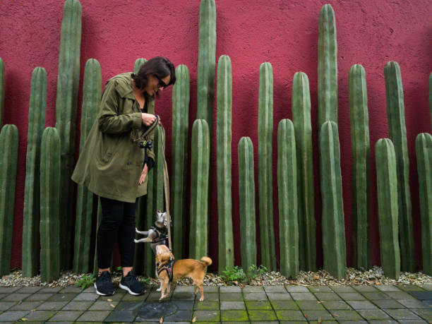 Mexico city lifestyle
