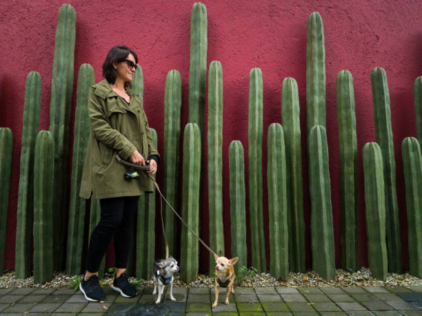 istock Mexico city lifestyle 1068581248