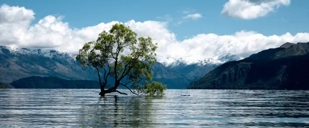 beautiful nature at lake with tree in lake, blue sky, and mountain background in Wanaka in New Zealand