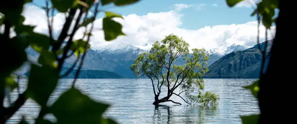 Beautiful nature at lake with foreground leaf, tree in lake, blue sky, and mountain background in Wanaka in New Zealand