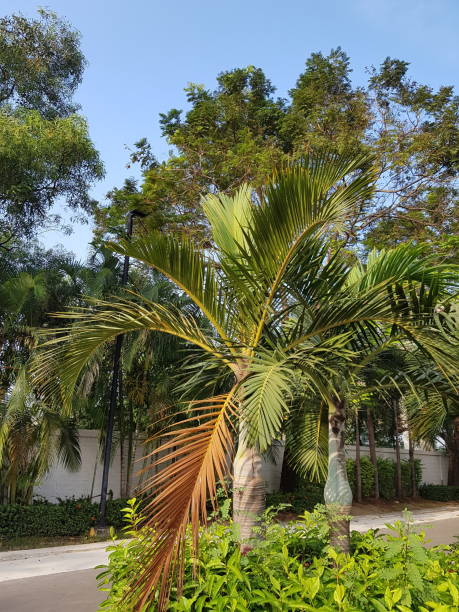 istock Line of Palm Trees 1068588808
