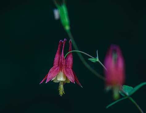 Columbine Wild Flower, Michigan