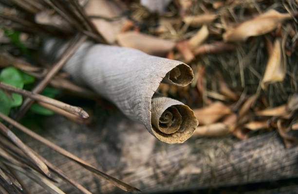 istock Dried palm leaf in the rainforest 1068592040