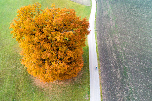 istock Woman Riding Bicycle Next to Oak Tree, Aerial View 1068592112