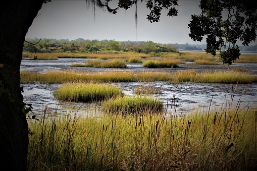 A marsh in South Carolina on a summer evening