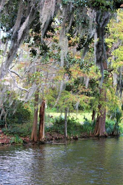 istock Wilderness In A Swamp 1068595400