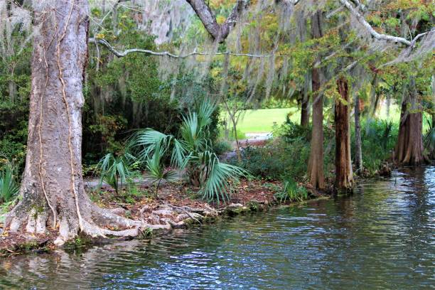 istock Wilderness In A Swamp 1068595416