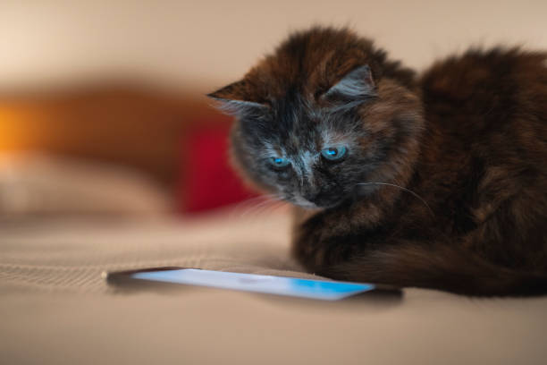 istock Cat watching a video on the phone 1068595824