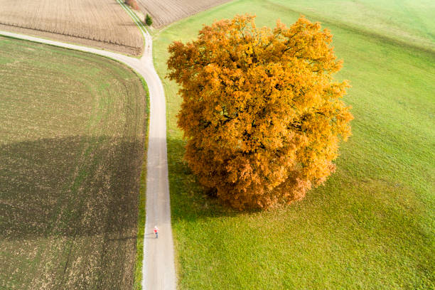 istock Woman Walking Next to Oak Tree, Aerial View 1068597148