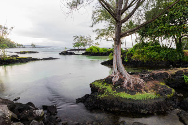 Tranquil inlet at Hawaiian beach in Hilo, Hawaii. Tree standing on protruding rock; rocky outcrops and vegetation in background. Clear pool leads towards the ocean.