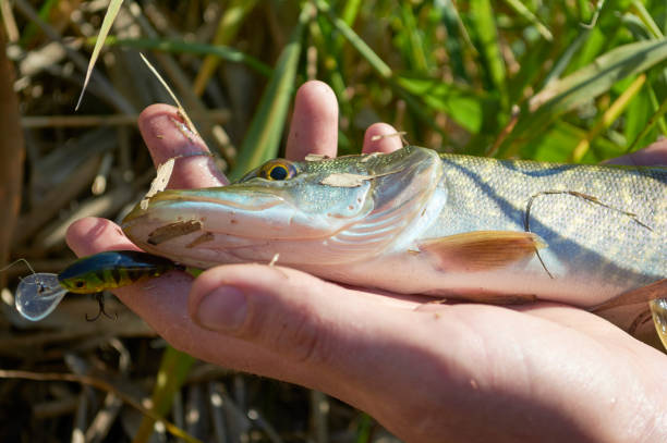 istock Pike caught on a wobbler 1068604374