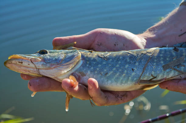 istock Pike caught on a wobbler 1068604392