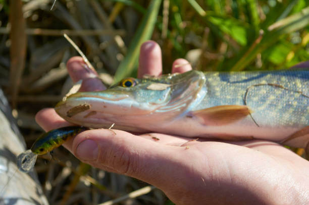 istock Pike caught on a wobbler 1068604420