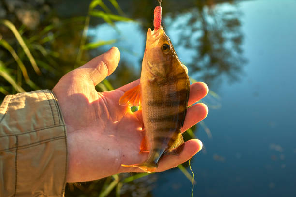 Caught trophy fish in the hands of a fisherman. Freshwater perch with bait in the mouth. Spinning sport fishing.  Catch & release.