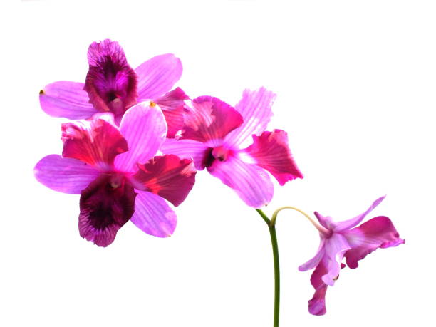 istock pink orchids flower  bouquet isolated on white background 1068612926