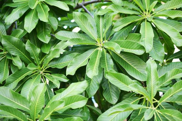 istock close up tropical nature green leaf texture background 1068614416