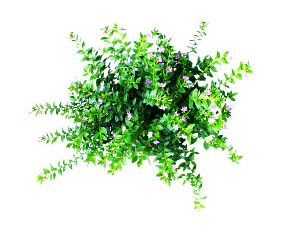 istock green house plant isolated on white background 1068614540