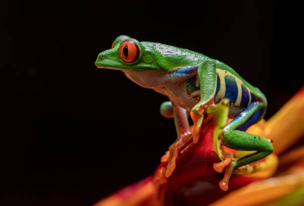 istock Red-eyed Tree Frog in Costa Rica 1068614554