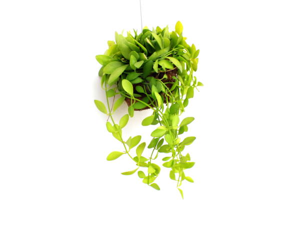 istock green plant hanging isolated collection on white background 1068614556