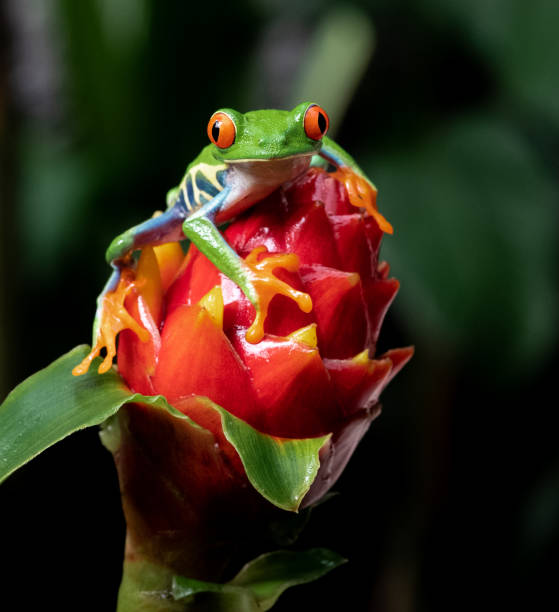istock Red-eyed Tree Frog in Costa Rica 1068614568