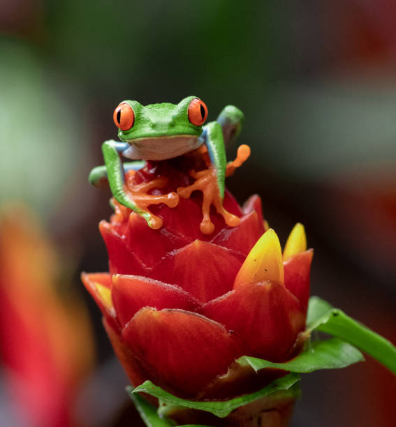 istock Red-eyed Tree Frog in Costa Rica 1068614628