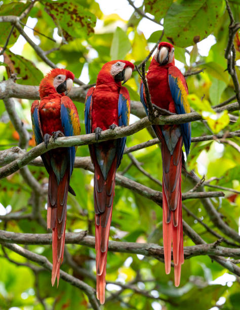 istock Scarlet Macaw in Costa Rica 1068614822