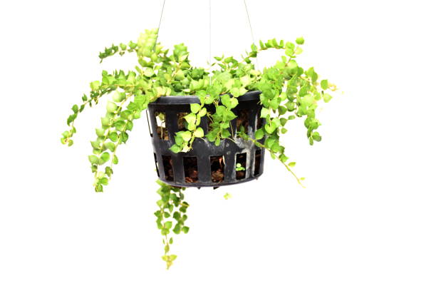 istock green plant hanging isolated collection on white background 1068614860