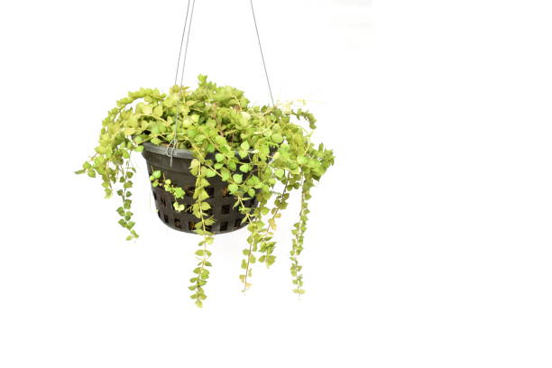 istock green plant hanging isolated collection on white background 1068614882