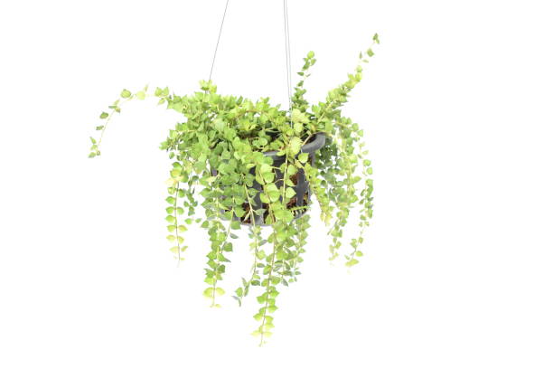 istock green plant hanging isolated collection on white background 1068614890