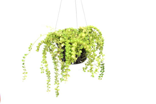 istock green plant hanging isolated collection on white background 1068614936