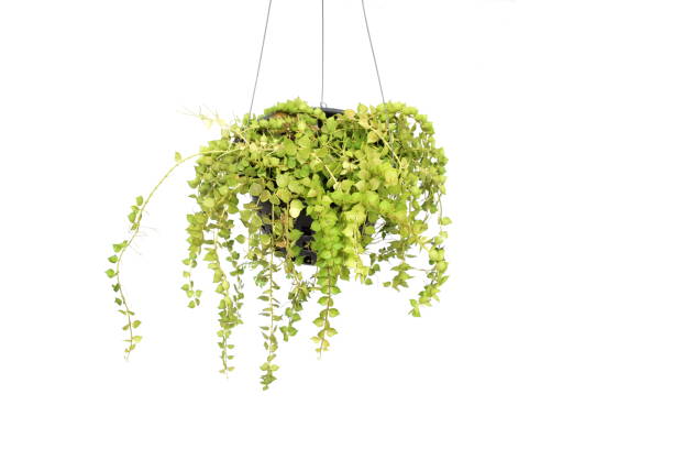 istock green plant hanging isolated collection on white background 1068614946