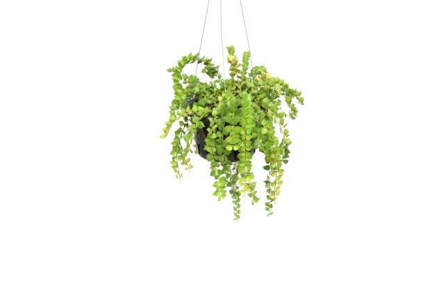 istock green plant hanging isolated collection on white background 1068614958