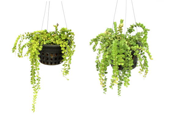 istock green plant hanging isolated collection on white background 1068615988