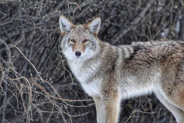 Coyote In The Wild