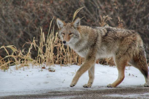istock Coyote On The Prowl 1068618580