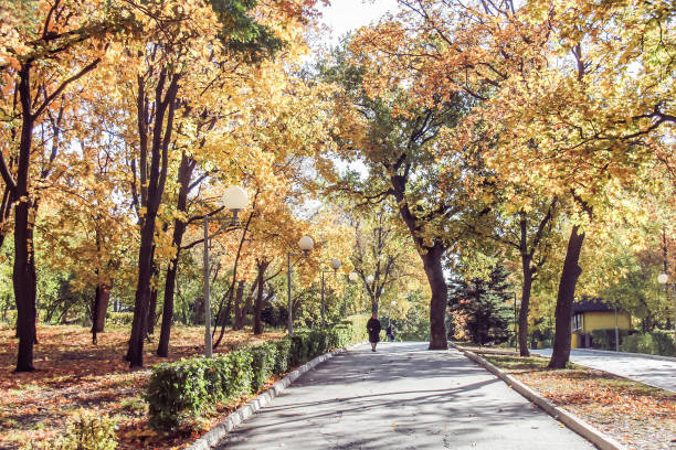 istock Autumn fall in park with colorful folliage 1068620980