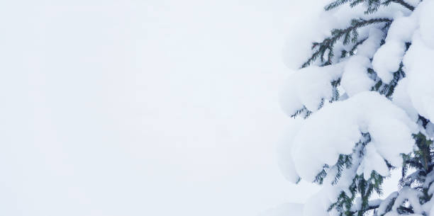 istock Branches of spruce, covered with snow 1068624042