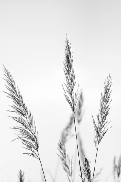 istock Isolated sugar canes on a light background- Israel 1068627908