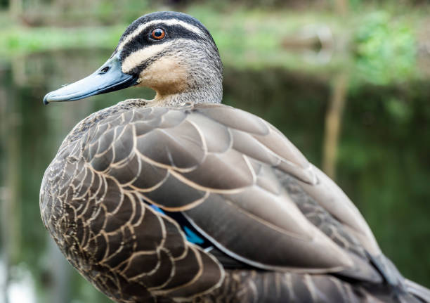 istock Closeup of a curious wild duck in its natural environment 1068629370