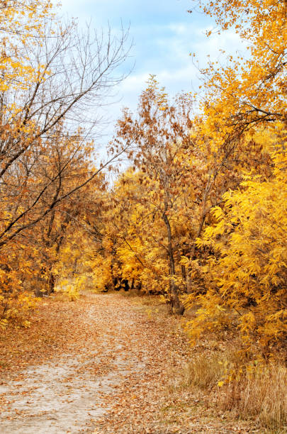 istock Footpath in the autumn wood 1068631868