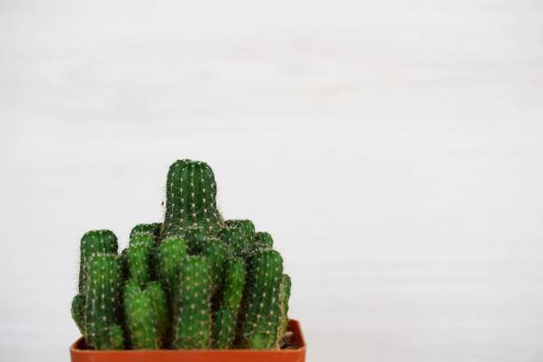 istock cactus succulent in flower pot on wooden background 1068633416