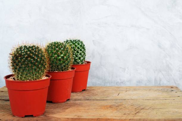 istock cactus succulent in flower pot on wooden background 1068633800