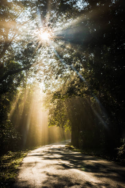 istock Forest Road At Misty Morning 1068648350