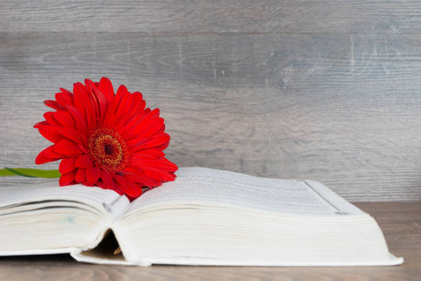 istock big red gerbera flower and opened book over wooden table 1068650064
