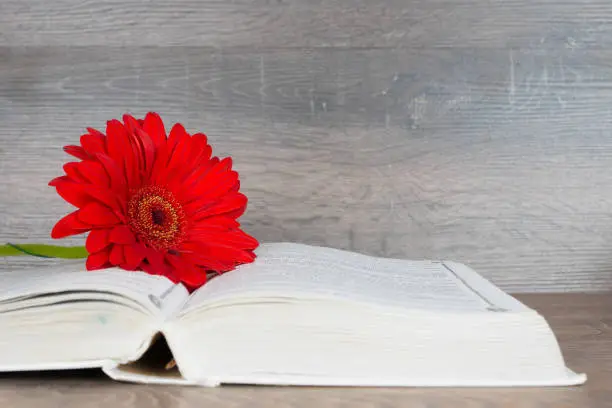 big red gerbera flower and opened book over wooden table